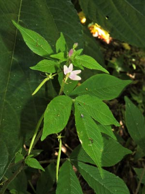 Cleome rutidosperma DC. (Cleomaceae)