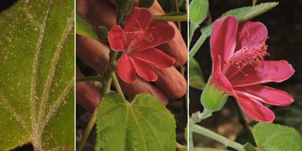 Pavonia dasypetala Turcz. (Malvaceae)