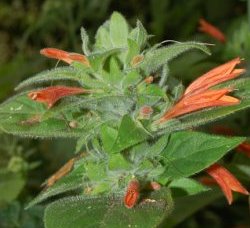 Dicliptera pallida Leonard  (Acanthaceae)