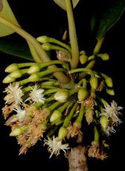 Manilkara spectabilis (Pittier) Standl. (Sapotaceae) 