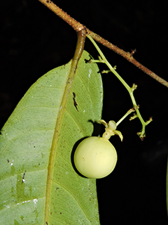 Recchia simplicifolia T. Wendt & E. J. Lott (Surianaceae)