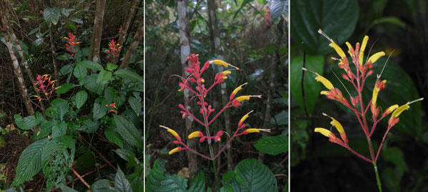 Matelea pseudobarbata (Pittier) Woodson (Apocynaceae) 