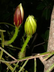 Trraba plant/Guanacaste plant