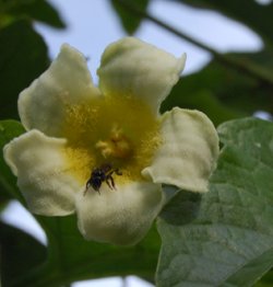 Cionosicys macranthus (Pittier) C. Jeffrey
