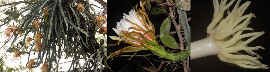 Hylocereus monacanthus (Lem.) Britton & Rose (Cactaceae)