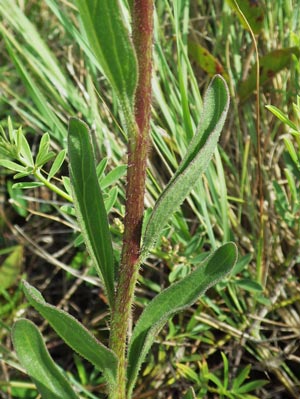 Campuloclinium macrocephalum (Less.) DC. (Asteraceae)