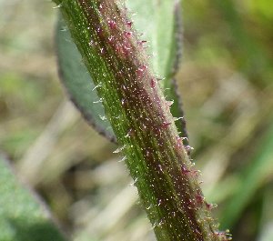 Campuloclinium macrocephalum (Less.) DC. (Asteraceae)