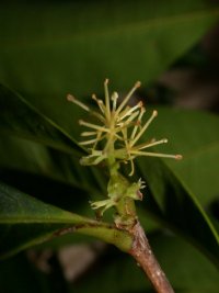 Forestiera sp. A (Oleaceae)