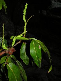 Mora oleifera (Triana ex Hemsl.)