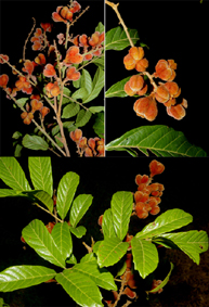 Cupania scrobiculata Rich. (Sapindaceae).  Voucher: Zamora 6510