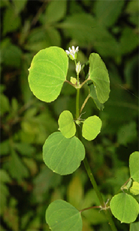 Drymaria multiflora Brandegee (Caryophyllaceae)