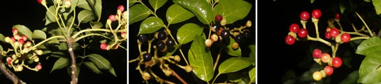 Picrasma excelsa (Sw.) Planch. (Simaroubaceae)