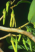 Xylopia