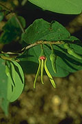 Xylopia