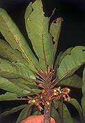 Capurodendron apollonioides