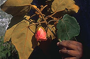 Dombeya macrantha