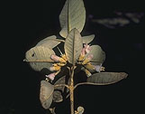 Vitex betsiliensis