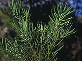 Podocarpus capuronii