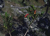 Vitex uniflora