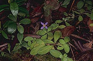 Exacum sp.