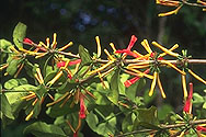 Taxillus sp.
