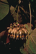 Dombeya alleizettei