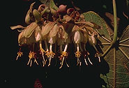 Dombeya alleizettei