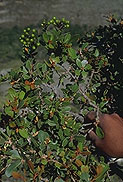 Asteropeia densiflora