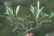 Schefflera bojeri