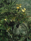 Philgamia hibbertioides