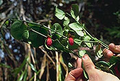 Halleria ligustrifolia