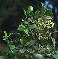 Evodia (=Melicope) madagascariensis