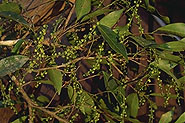 Tannodia perrieri