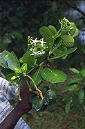 Tabernaemontana retusa