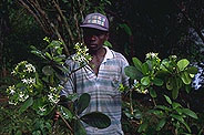 Tabernaemontana retusa