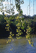 Cissus microdonta