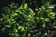 Cleistanthus