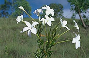 Tachiadenus longiflorus