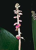 Ardisia marojejyensis