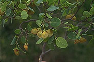 Philgamia hibbertioides