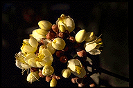 Sarcolaena multiflora