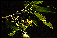 Quassia indica