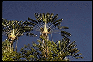 Ravenala madagascariensis