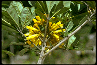 Vitex chrysomallum