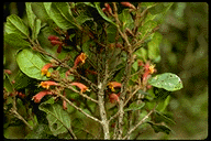 Vitex bojeri var. suborbicularis