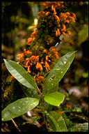 Vitex cauliflora