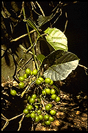 Cissus microdonta