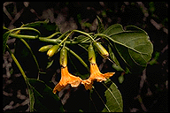 Cordia subcordata