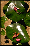 Phyllarthron cauliflorum