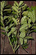 Ophiocolea floribunda